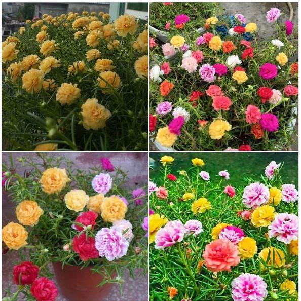 Hạt giống hoa 10h kép Mỹ kép nhiều màu