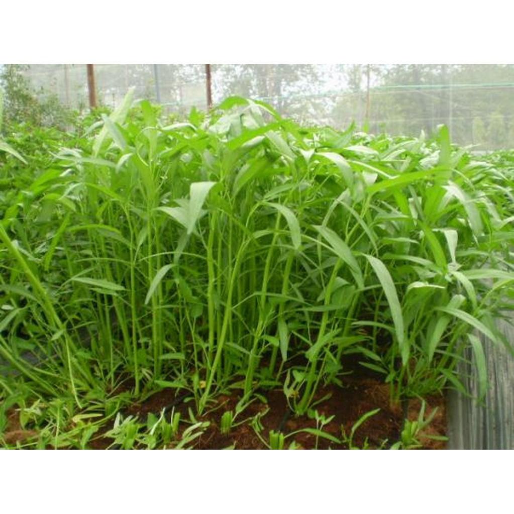 Hạt giống rau Muống Lá Tre, rau muống lá nhỏ chất lượng tốt 50gr/ 100gr