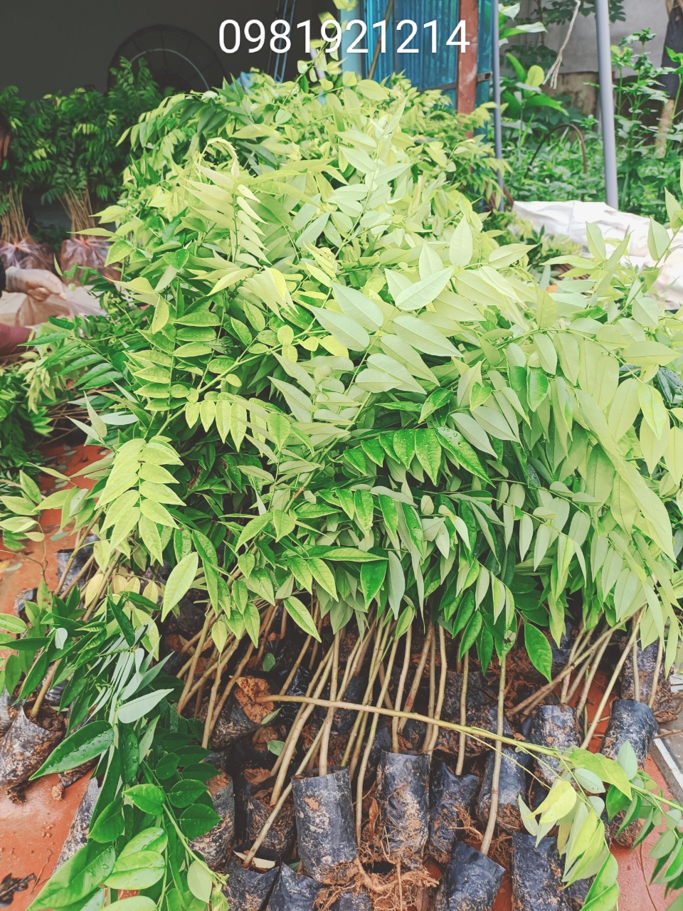 Combo 10 Cây Sưa Đỏ Cao 60 Cm