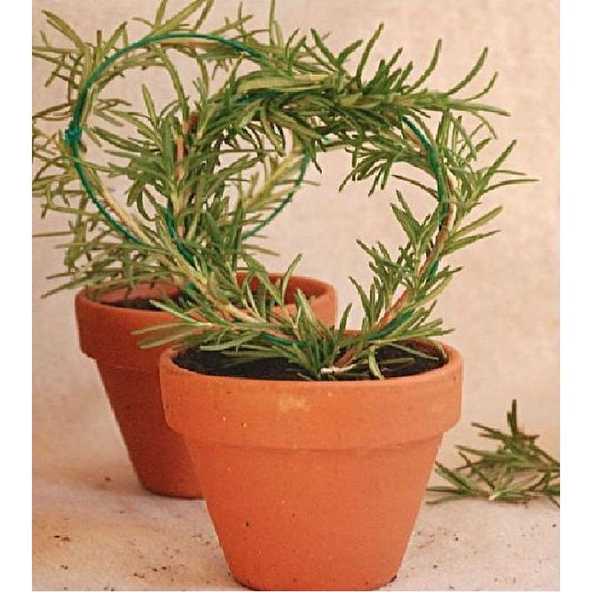 Hạt Giống Cây Hương Thảo Rosemary KNS3502 - Gói 20 hạt
