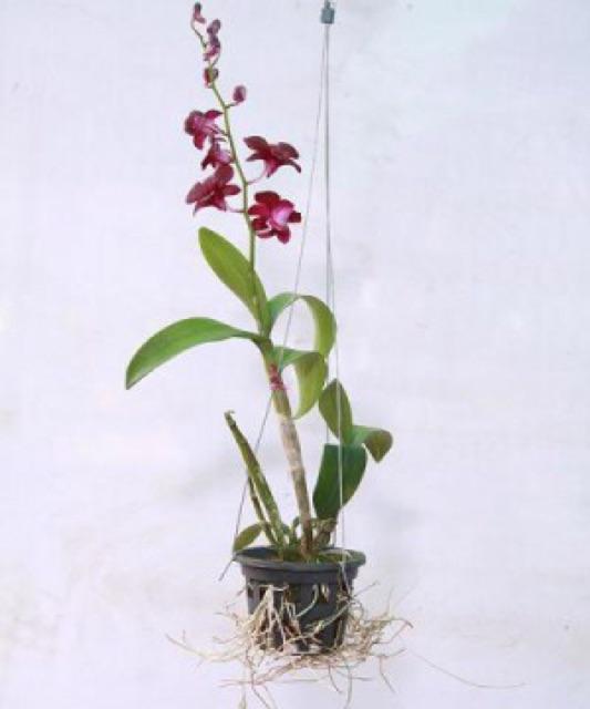 COMBO-5 CHẬU NHỰA ĐEN TRỒNG LAN PHI 14