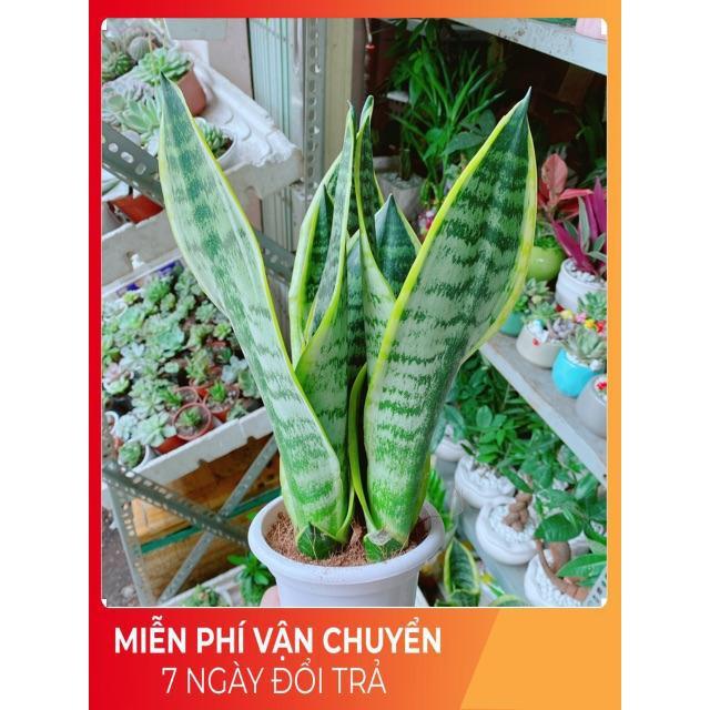 Lưỡi Hổ Cao