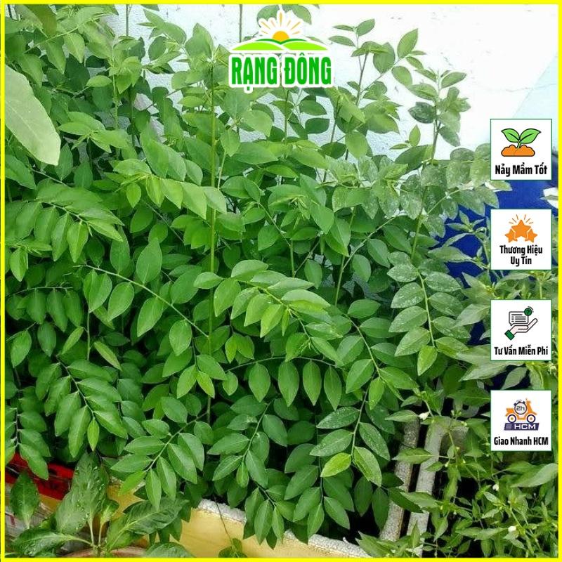 Hạt giống Rau Ngót Trồng Quanh Năm, Sinh Trưởng Khỏe - Hạt giống Rạng Đông