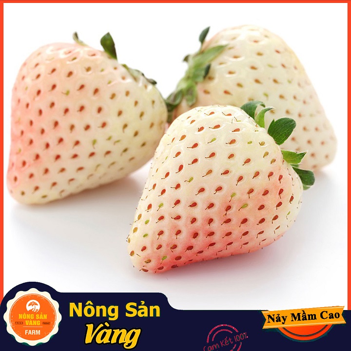 Hạt giống Dâu Tây Trắng - Nông Sản Vàng