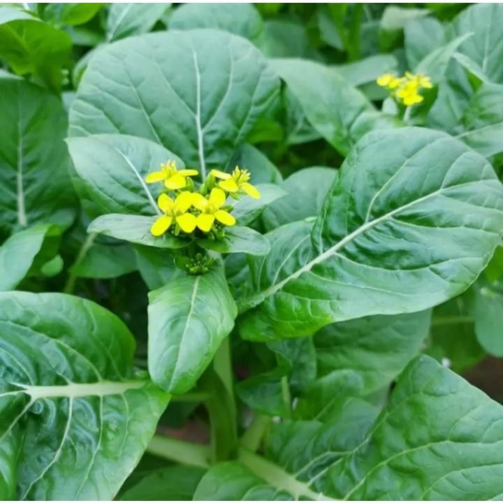 Hạt giống cải ngồng 20gram