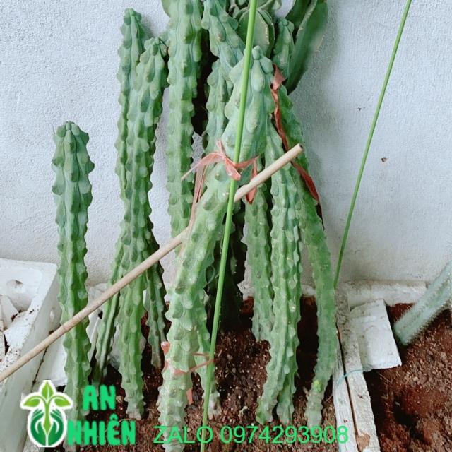 Xương Rồng Lớn Cao 60-90cm