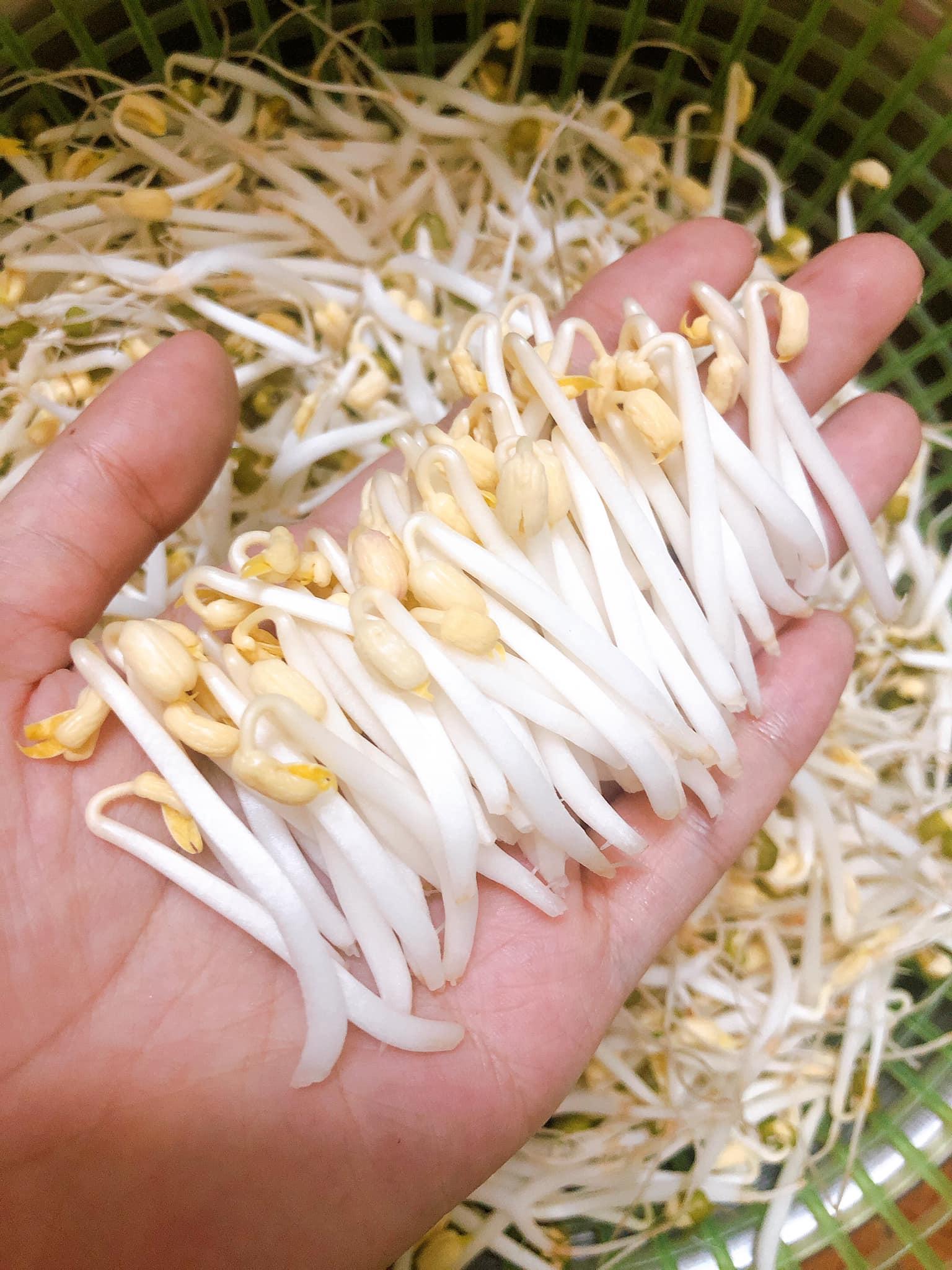 Giá sạch - 500 gram