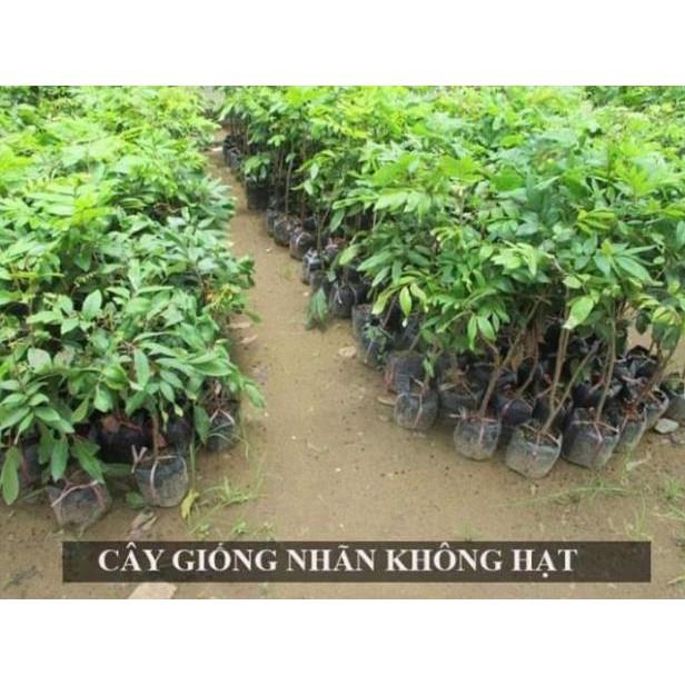 sản phẩm CÂY GIỐNG NHÃN LỒNG KHÔNG HẠT