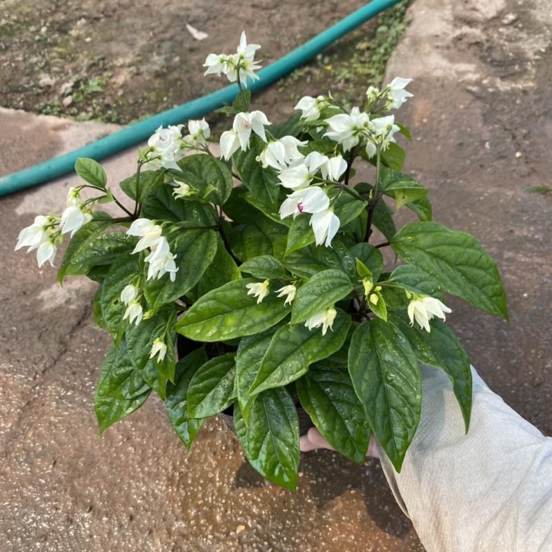 Cây ngọc nữ trồng trong bầu đen sẵn nụ và đang ra hoa