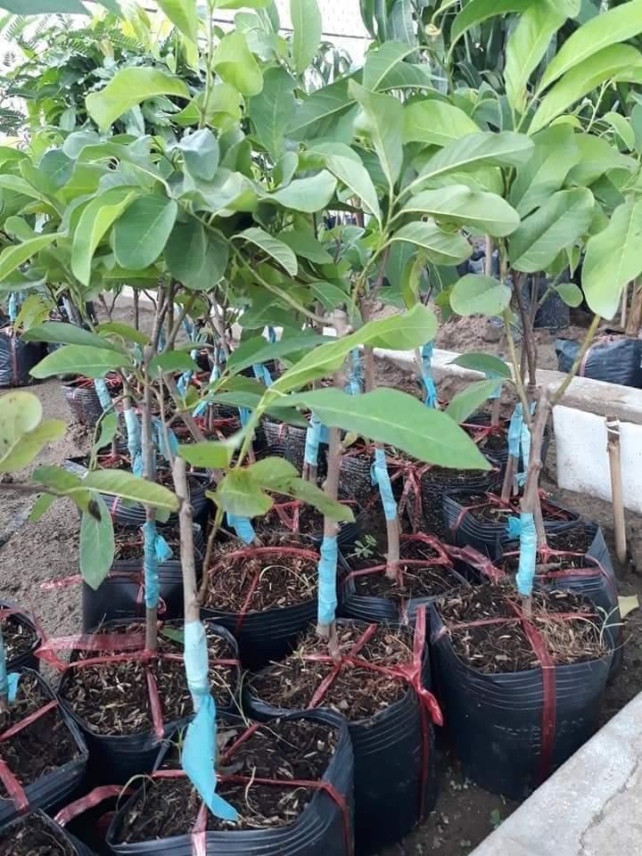 CÂY GIỐNG MÃNG CẦU NA