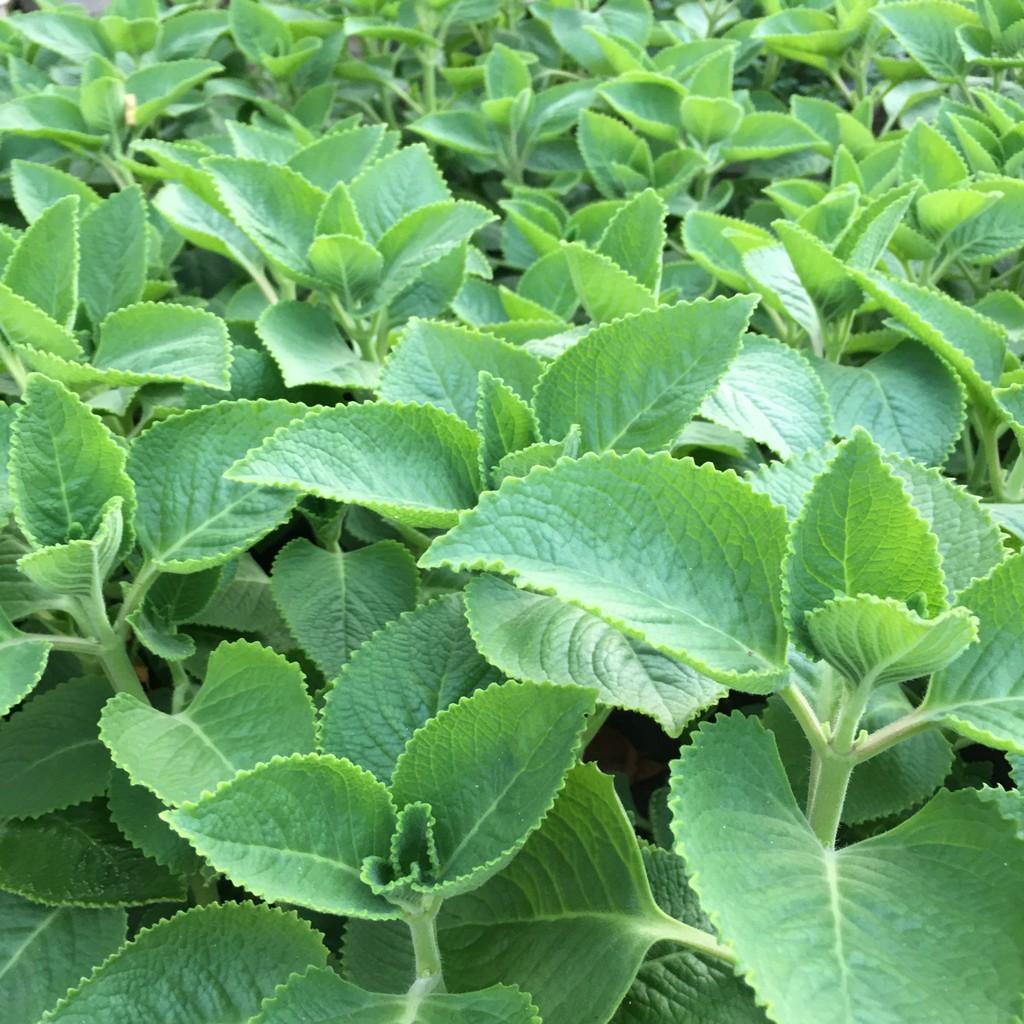 Cây Húng Chanh,Cây Gia Vị,Hương Thơm Dịu Nhẹ Tán Xum