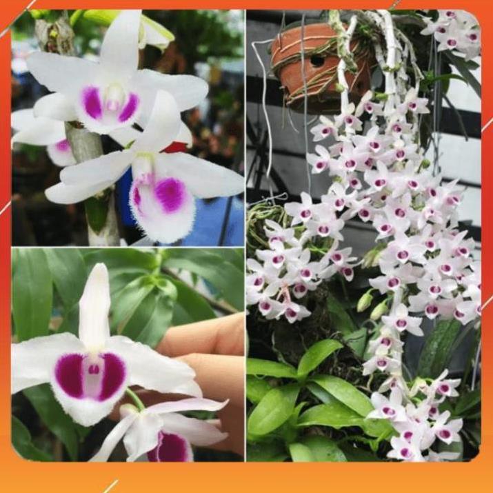 Kie 1 BẢNG  PHI ĐIỆP LAI TO ĐẸP HÀNG GIEO HẠT liên hệ ngay để xem video chi tiết