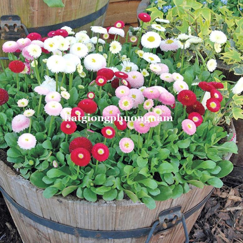 100H - HẠT GIỐNG HOA CÚC ANH TRÒN LÙN 15 CM