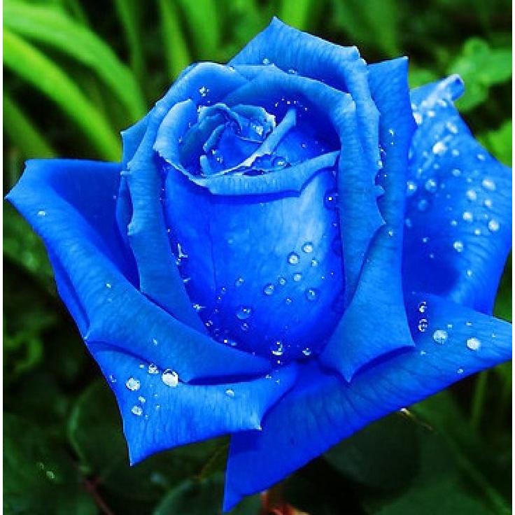 Hat giống hoa hồng xanh dể trồng f1 - Gói 10 hạt-tặng kèm gói kích mầm