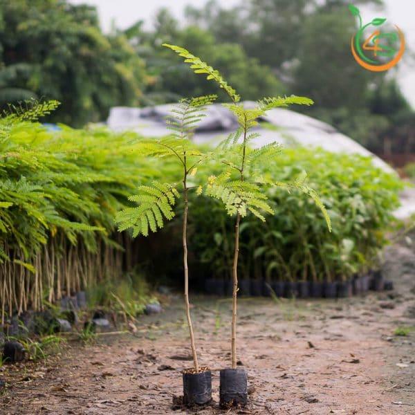 0.5 KG HẠT GIỐNG LIM XẸT