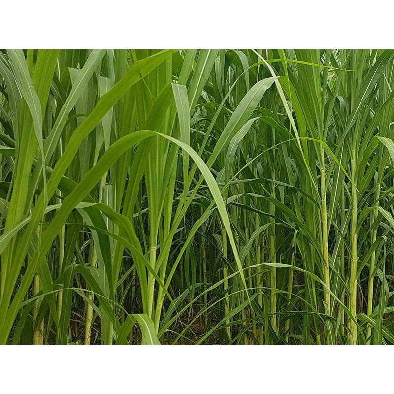 Hạt giống cỏ Sudan Super BMR - Cỏ Ngô KNS3472 - Gói 100gram