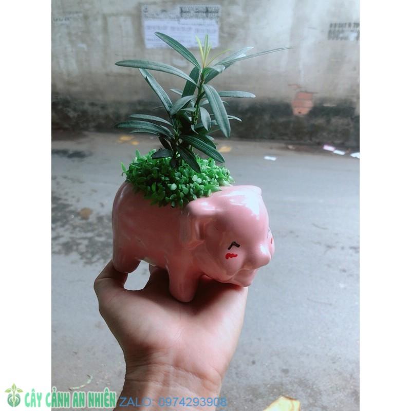 Chậu Tùng Vạn Niên Heo Hồng