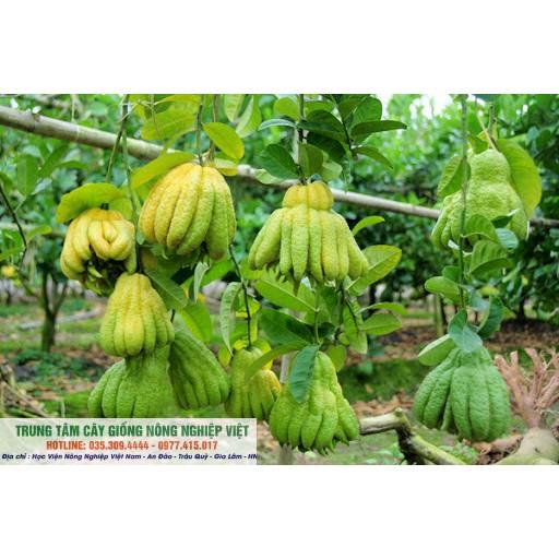 Cây Giống Phật Thủ