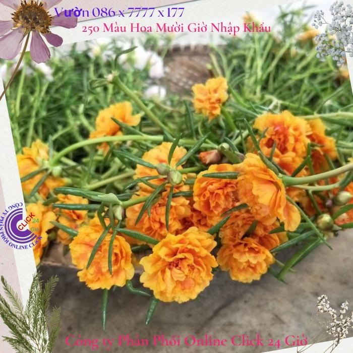 1 Ký Cành Giống Hoa Mười Giờ Thái Kép Màu Vàng Vạn Thọ Đẹp Rực Rỡ Hoa Mười Giờ Bonsai & Phụ Kiện