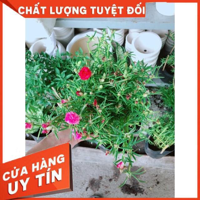 Chậu mười giờ giống khoẻ đẹp