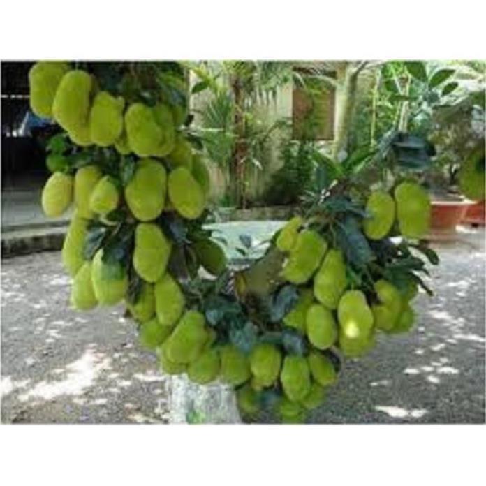 Cây Giống Mít Thái Siêu Sớm