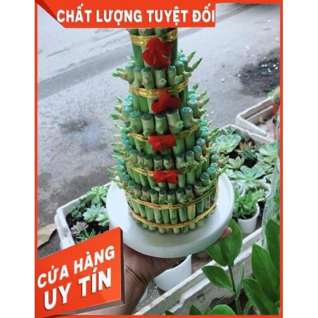 Cây Trúc Phát Tài Kèm Dĩa