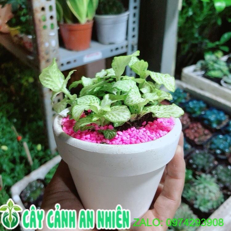 Chậu Cây Lá May Mắn