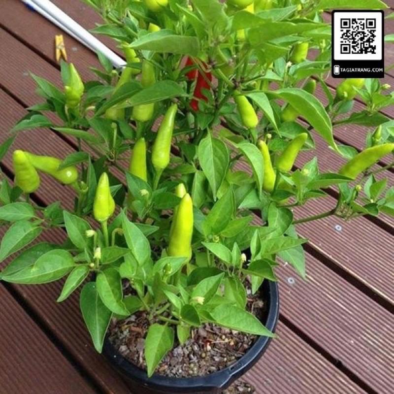CÂY GIỐNG ỚT CHỈ THIÊN SIÊU CAY