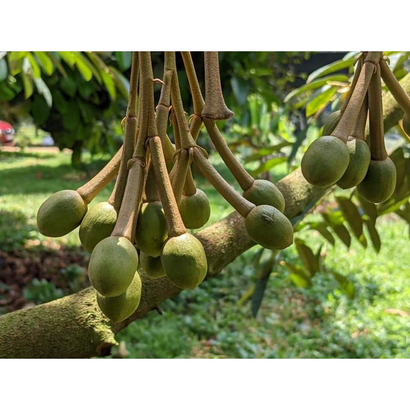 Cây giống sầu riêng ruột đỏ siêu sớm