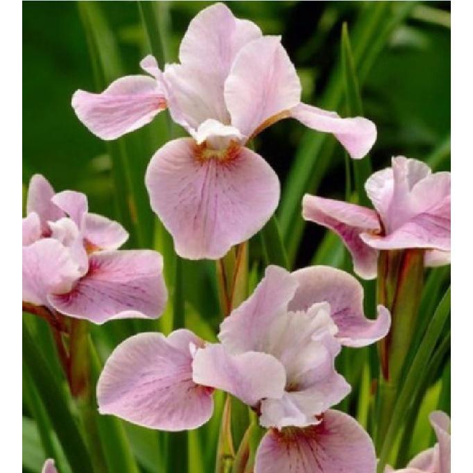 Hạt Giống Diên Vĩ Hồng  CT521 - Gói 10 hạt