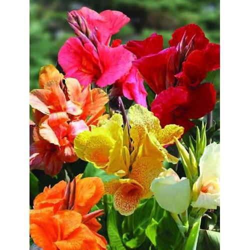 Hạt giống hoa Chuối Cảnh mix màu KNS3729 - Gói 5 hạt