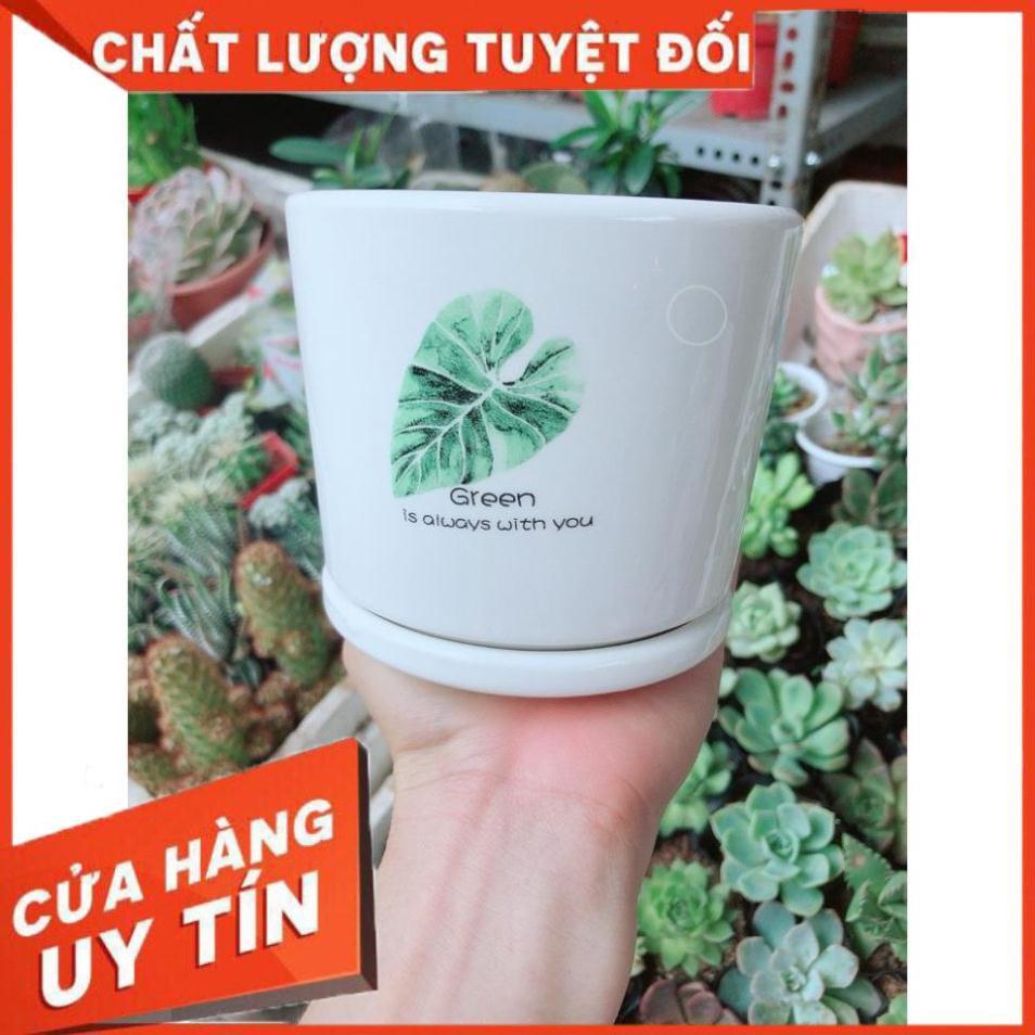 Chậu kiểu tráng men cao cấp kèm dĩa lót