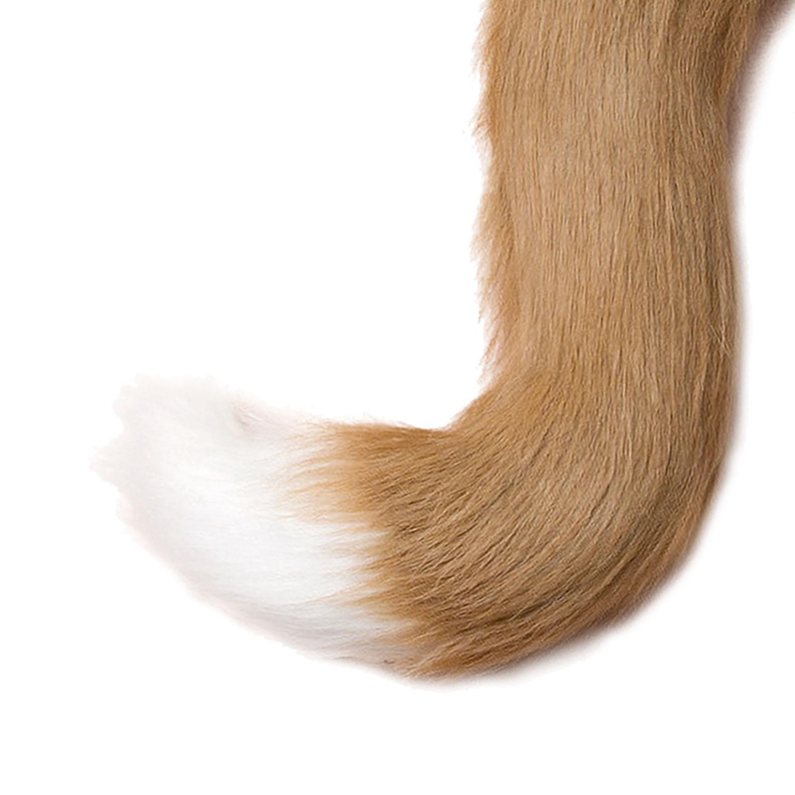 And Tail Set Costume Fancy Dress Gift for Stage Shows