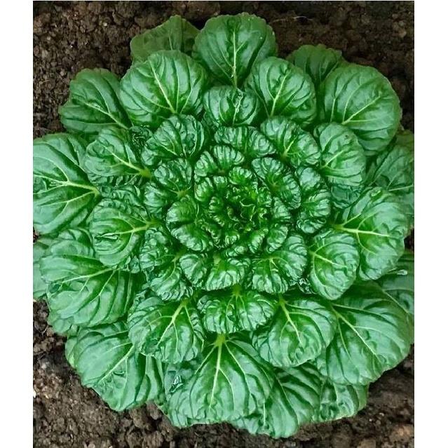 Hạt giống rau cải hoa hồng xanh KNS3396 - 1 gói 0.5gram