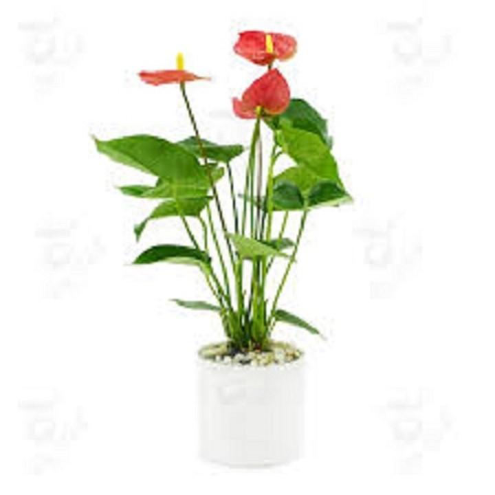 Chậu cây hồng môn để bàn cây đẹp chuẩn giống