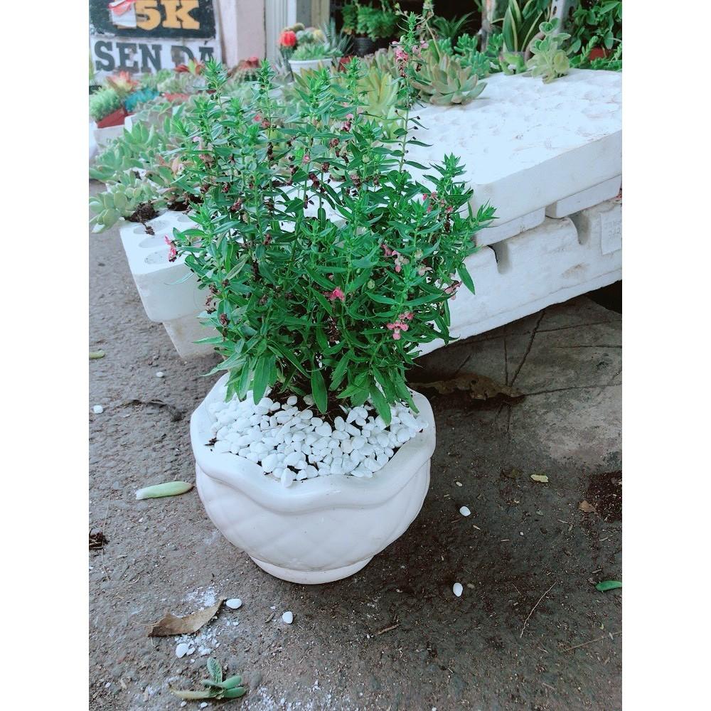Chậu cây hoa lưu ly Bán Chạy