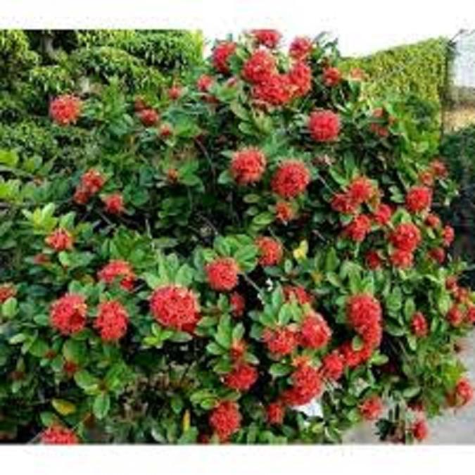 Hoa mẫu đơn bỉ- màu đỏ, gửi đi nguyên bầu lớn đang hoa, dòng lá nhỏ dày