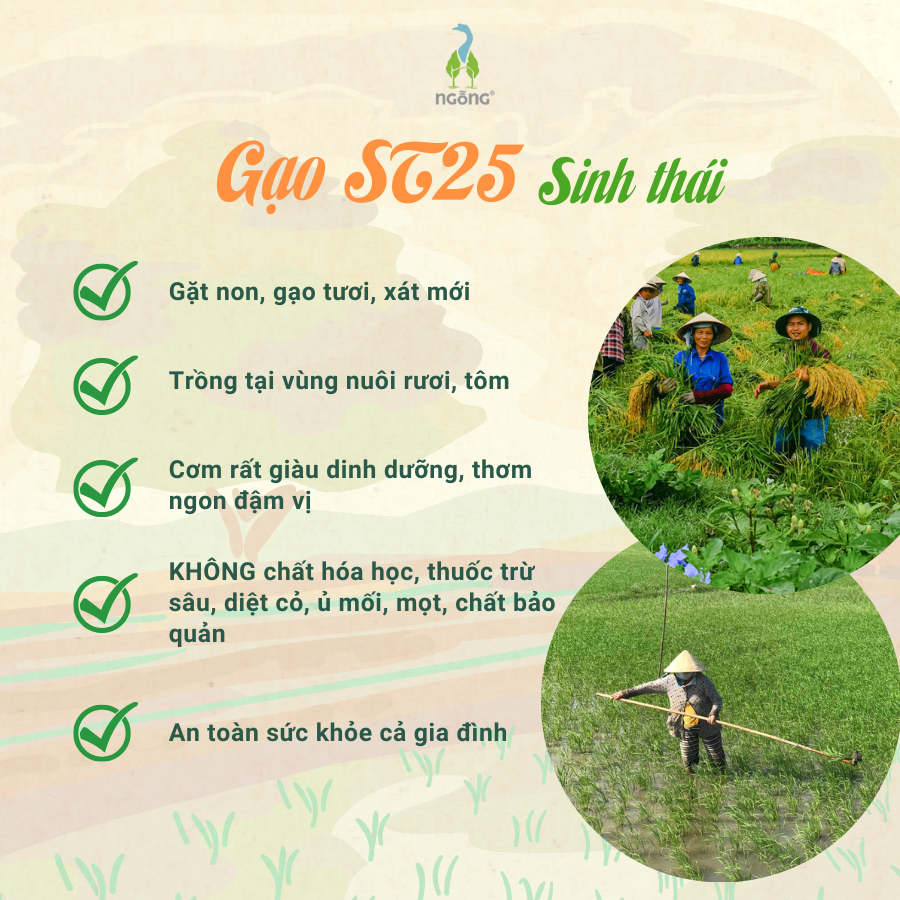 Gạo Ngỗng ST25 Sinh Thái Xát Dối 3kg