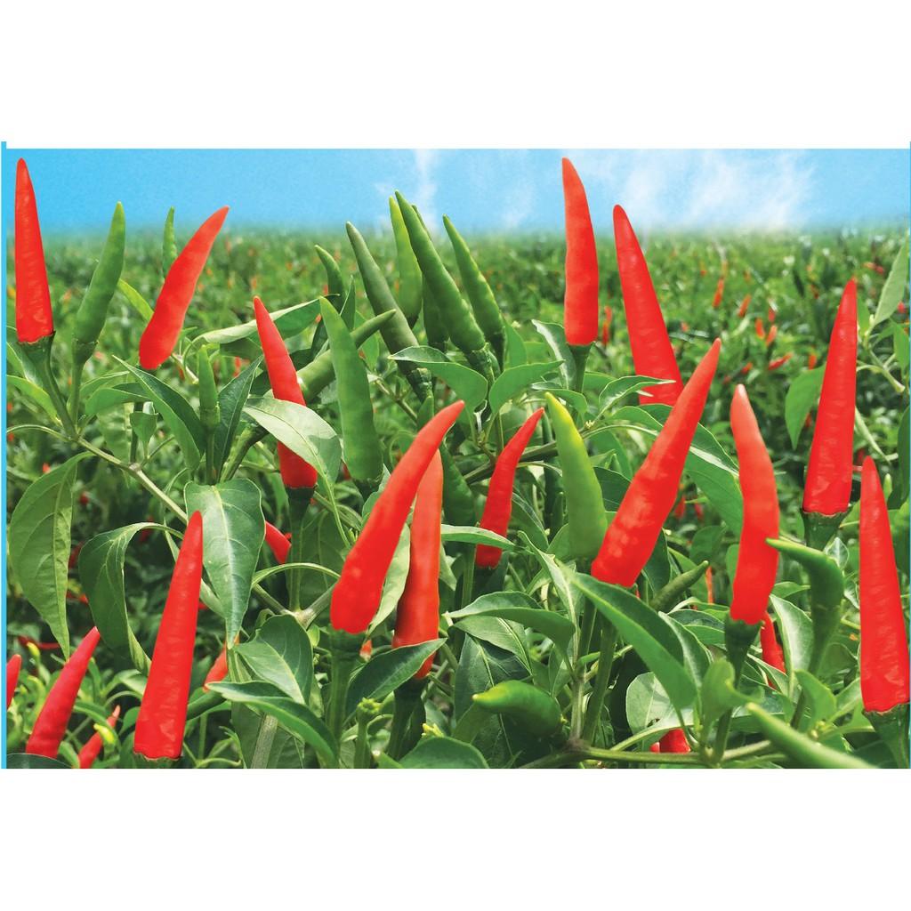 Hạt Giống Ớt Chỉ Thiên Lai F1 gói 0.1g hạt Siêu Cay, hat giong rau sach thuy canh