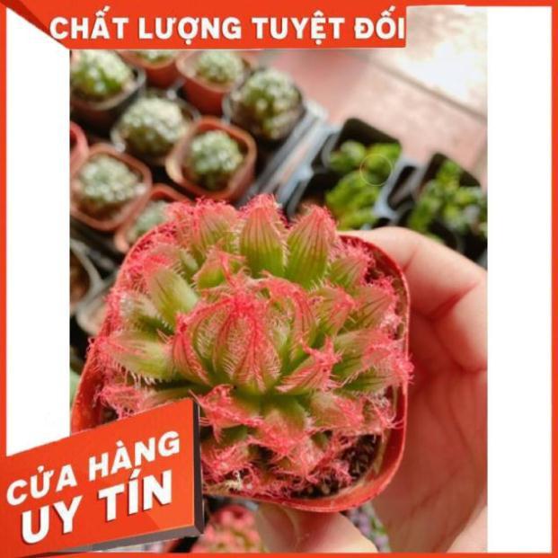 Sen đá ngọc nhiều màu