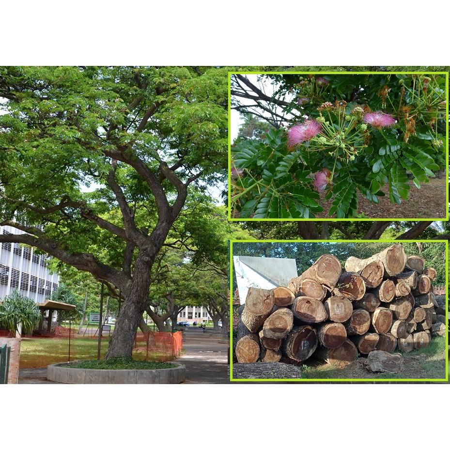 Cây me tây - cây giống