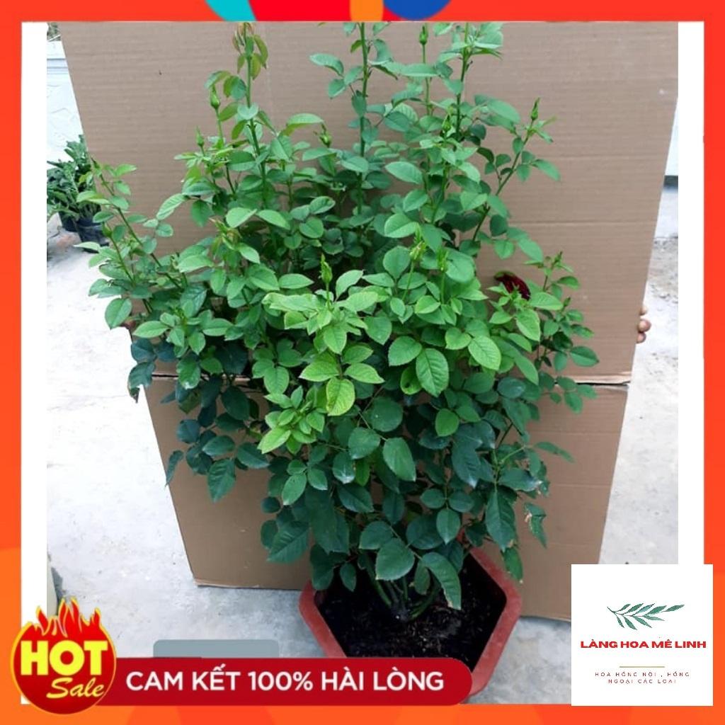 Hoa hồng bụi Abracadabra - hoa hồng lạ xuất xứ Nam Mĩ đẹp vạn người mê,gam màu đẹp độc đáo.