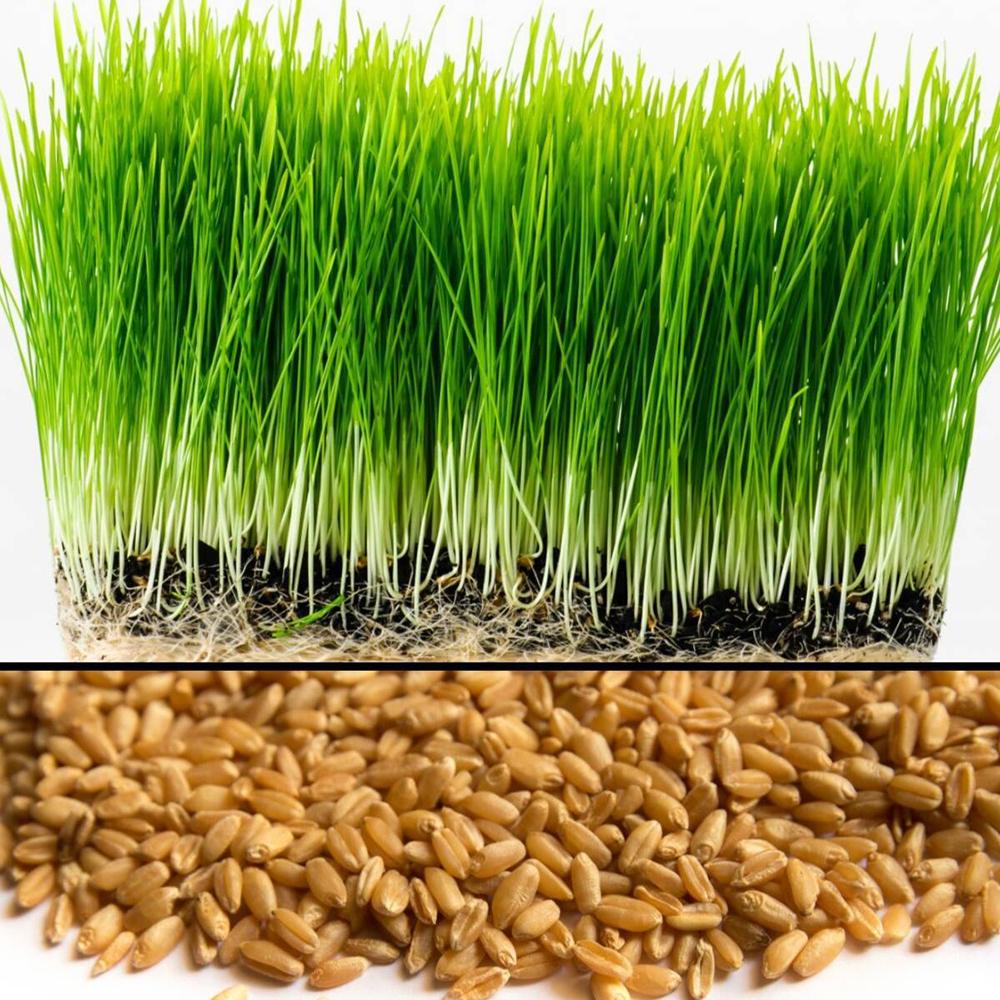 Hạt Giống Cỏ Lúa Mì Đỏ - Cỏ Lúa Mạch - Wheatgrass