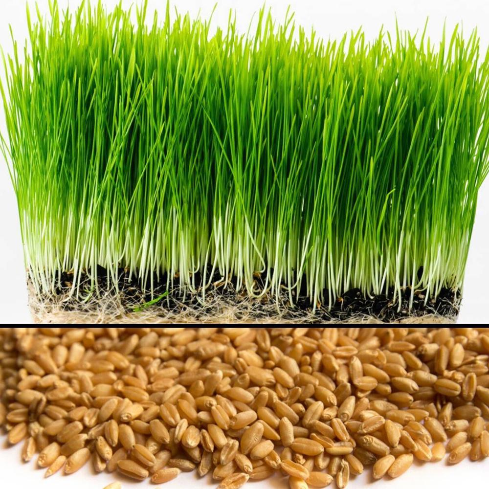 Hạt Giống Cỏ Lúa Mì Đỏ - Cỏ Lúa Mạch - Wheatgrass (100 Gam)