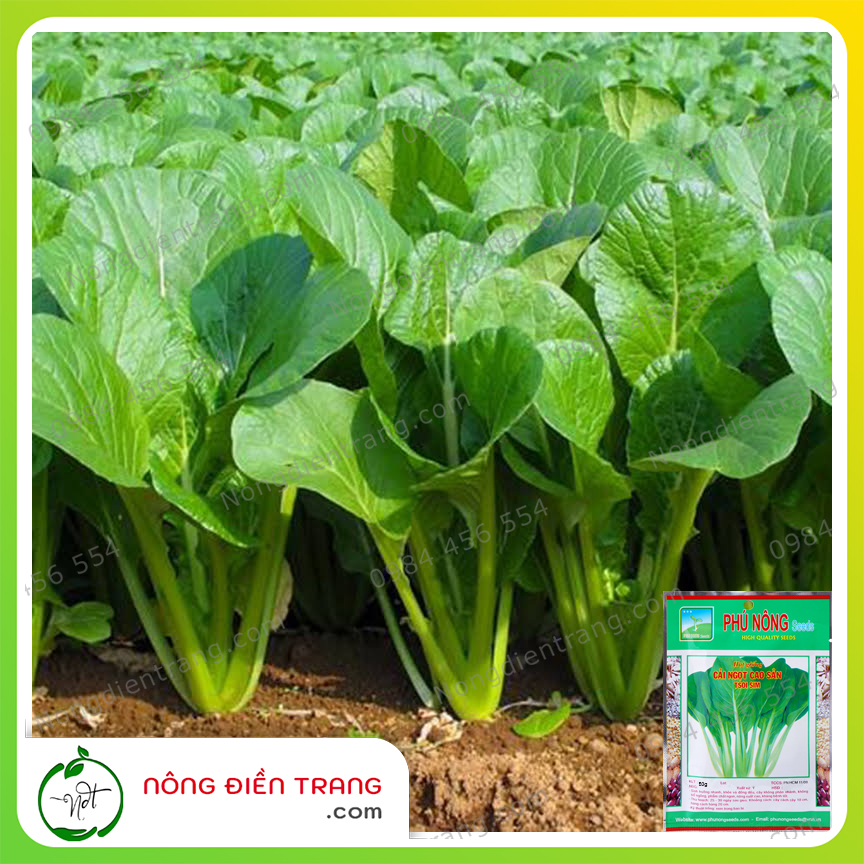 Hạt Giống Cải Ngọt Cao Sản Phú Nông - Gói 50g - Cải Ngọt Italia Dễ Trồng, Tỉ Lệ Nảy Mầm Cao, Sinh Trưởng Nhanh, Kháng Sâu Bệnh Tốt VTNN Nông Điền Trang