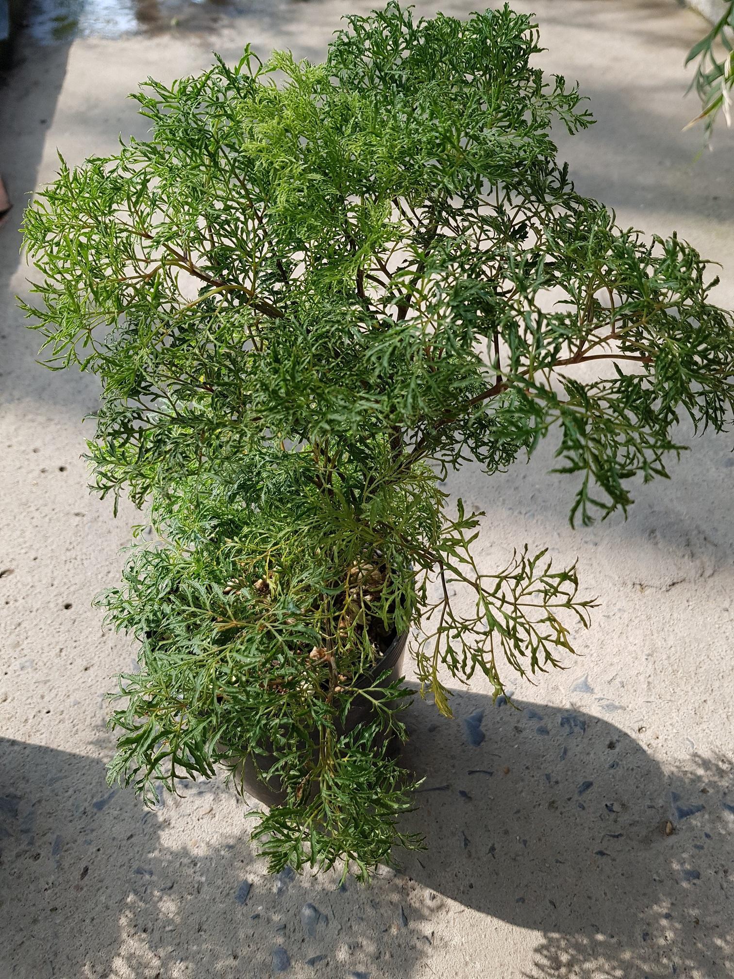 Đinh Lăng Lá Nhỏ