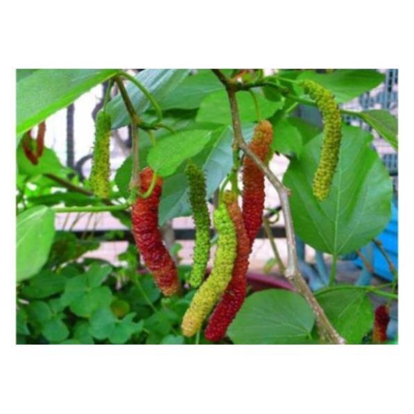 Dâu quả dài Đài Loan không có vị chua,ngọt lịm