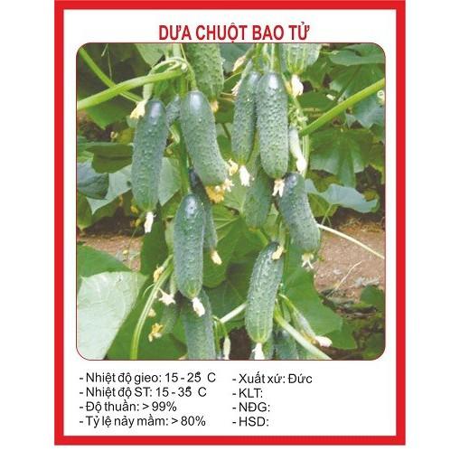 Combo 5 gói hạt giống dưa chuột mix loại – tặng 1 phân bón