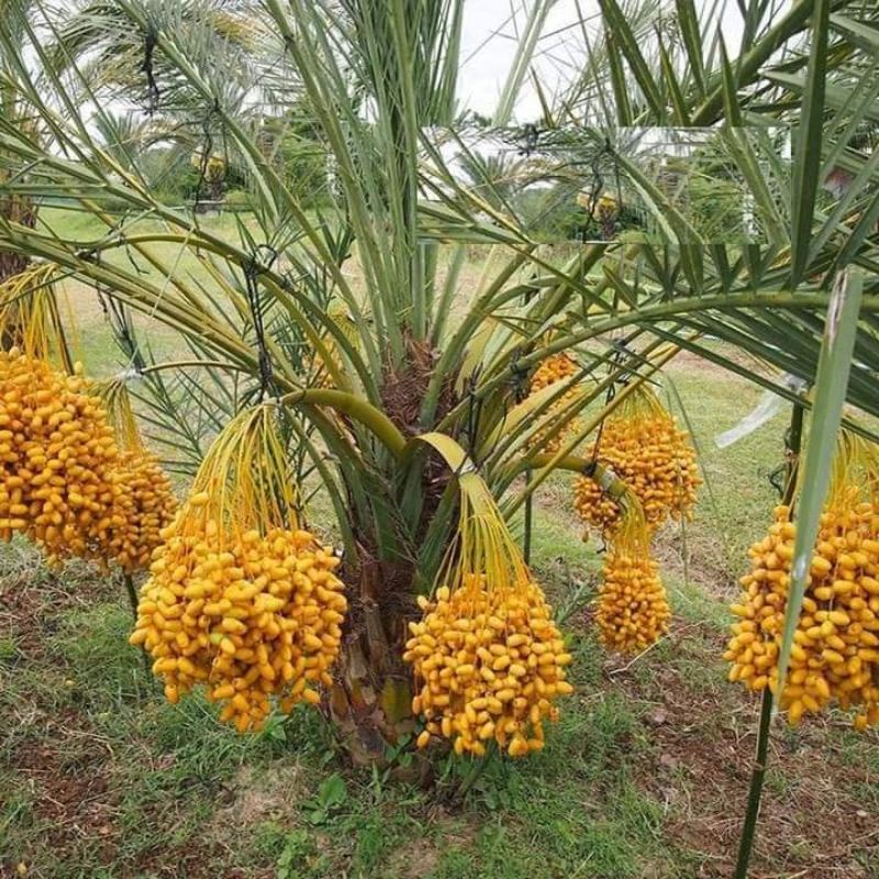 CÂY GIỐNG CHÀ LÀ ĂN QUẢ (SIÊU SỚM,)