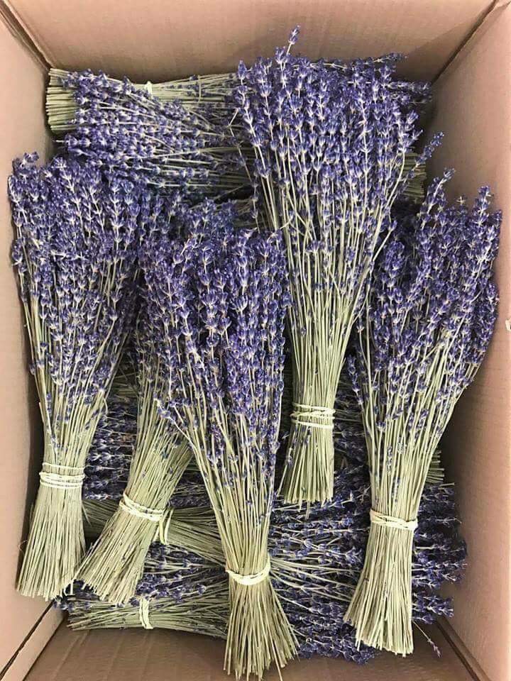 Hoa oải hương Lavender khô nhập khẩu Pháp organic mùi thơm tự nhiên trang trí decor nhà cửa (Bó 75 cành)